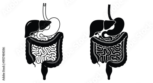 Human digestive system illustration stomach small and large intestines shown