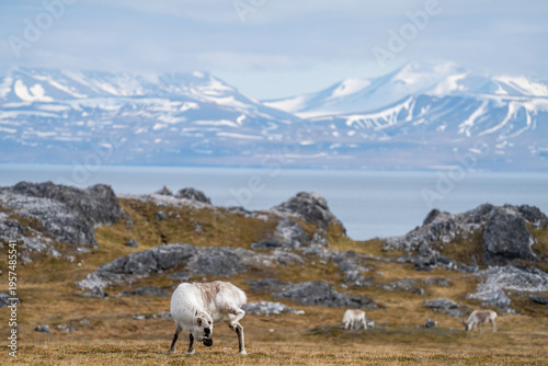Canvas-taulu Svalbard reindeer (Rangifer tarandus platyrhynchus) grazing in a field with a ba
