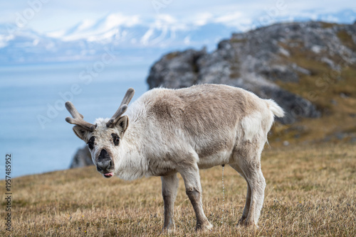 Svalbard reindeer (Rangifer tarandus platyrhynchus) urinating while standing in front of a rocky outcropping at Alkhornet, Svalbard, Norway