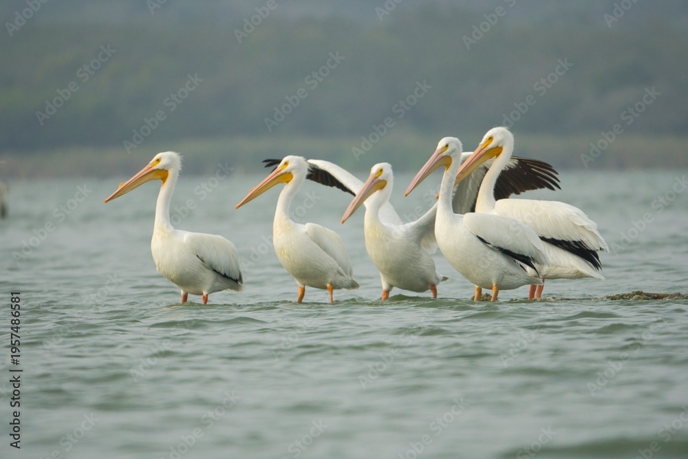 Obraz premium AVES PLAYA MEXICANA