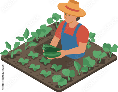 Isometric farmer harvesting fresh vegetables from garden bed holding cucumbers illustration of organic farming agriculture and healthy food production
