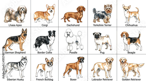Large Collection of Popular Dog Breed Vector Illustrations Including Golden Retriever Beagle Poodle German Shepherd and Corgi