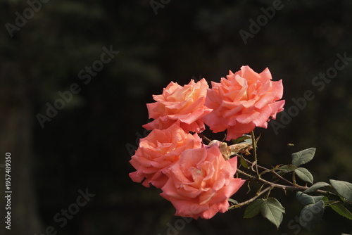 pink and yellow roses