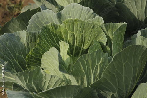 head of cabbage