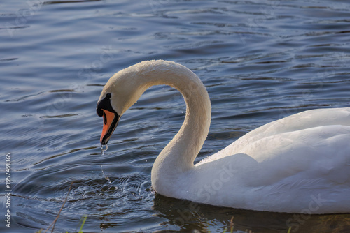 beautiful white swan floating on calm water