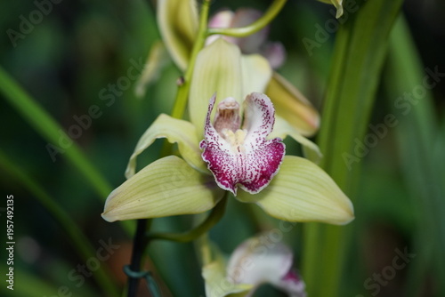 The genus Cymbidium is distributed from Asia to northern Australia: Cymbidium species thrive in the tropics and subtropics up to the alpine zone. Hanover - Berggarten, Germany