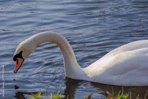 beautiful white swan floating on calm water