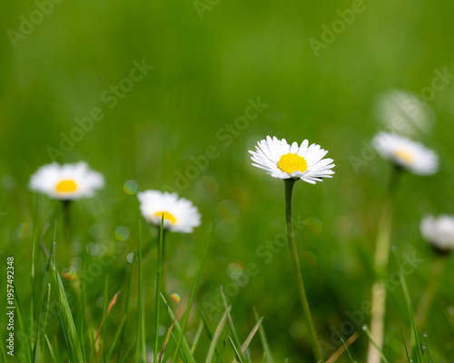 Photos Fresh spring daisies in green grass with sunlight and bokeh background