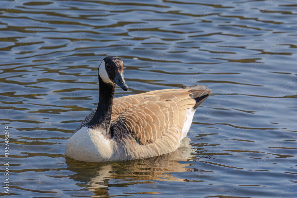 Fototapeta premium Grey wild goose, cute Water Birds Geese
