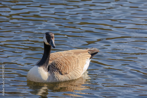 Grey wild goose, cute Water Birds Geese