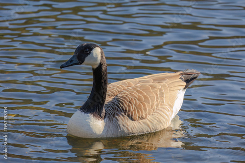 Grey wild goose, cute Water Birds Geese