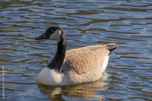 Grey wild goose, cute Water Birds Geese