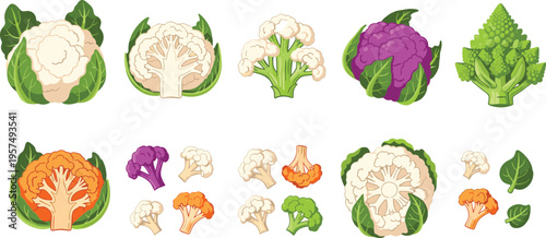 Colorful cauliflower and romanesco broccoli vector collection featuring whole heads sliced halves and small florets in purple orange white and green isolated on white background