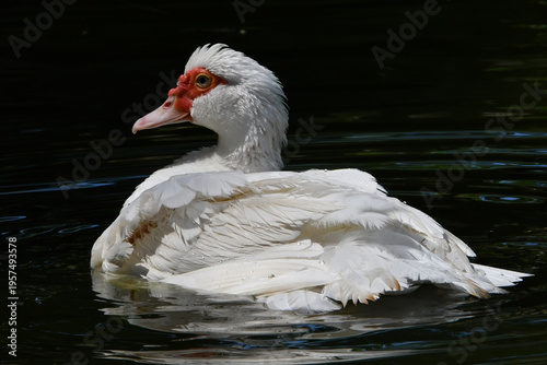 Wallpaper Mural Pato branco tomando banho no lago do Jardim do Museu da República - antigo Palácio do Catete - RJ Torontodigital.ca