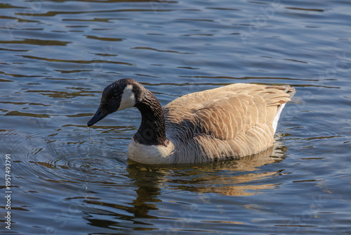 Grey wild goose, cute Water Birds Geese