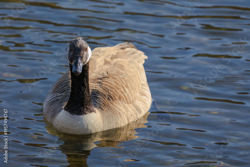 Grey wild goose, cute Water Birds Geese