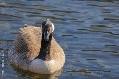 Grey wild goose, cute Water Birds Geese