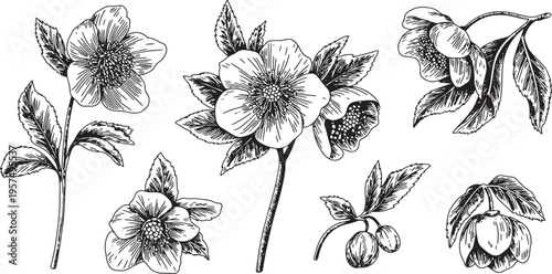 Set of hellebore flowers and leaves, detailed botanical illustration, vintage engraving style, nature elements, garden plant.