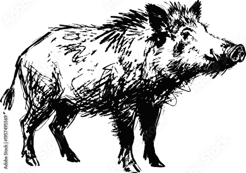 Wild boar illustration black ink sketch of fierce forest animal standing, detailed drawing of wild pig with bristly fur and tusks