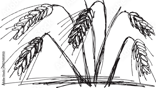 wheat stalks with grains bending over ground agricultural cereal plants and farm crop sketch