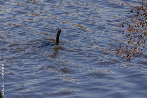 The great cormorant, Phalacrocorax carbo, known as the great black cormorant