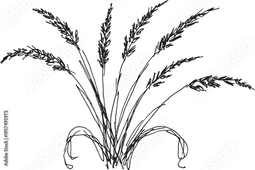 Hand drawn wheat stalks and leaves bundle illustration in black and white line art