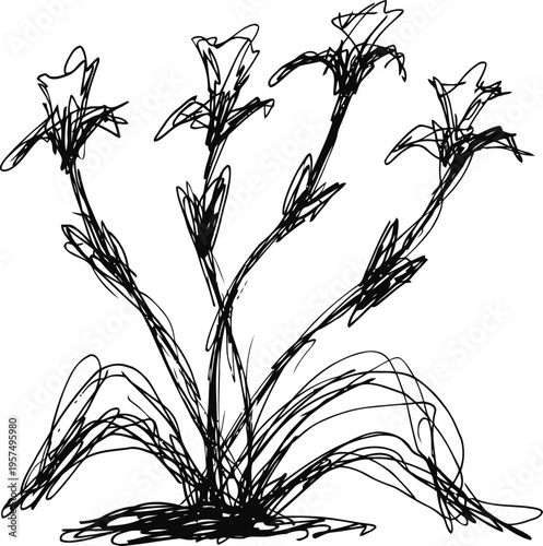 Black ink sketch of flowering plant with slender leaves and upright stems with blooms