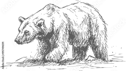 grizzly bear walking wild animal sketch, detailed black and white drawing of powerful mammal in nature