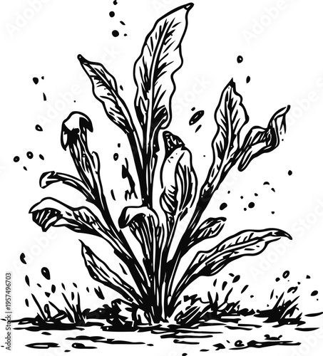 Plantago lanceolata herb with elongated leaves growing in wild grass medicinal weed botanical sketch