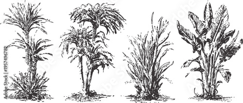 Illustration of four different tropical plants with detailed leaves and stems in black and white sketch