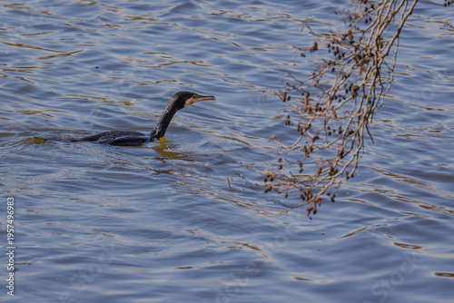 The great cormorant, Phalacrocorax carbo, known as the great black cormorant
