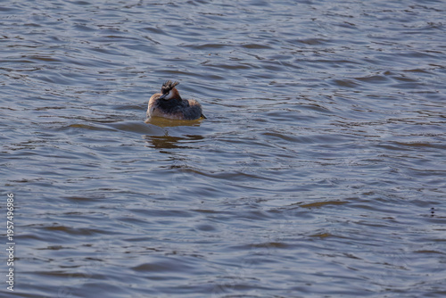 Great crested grebe in its natural habitat swimming in lake