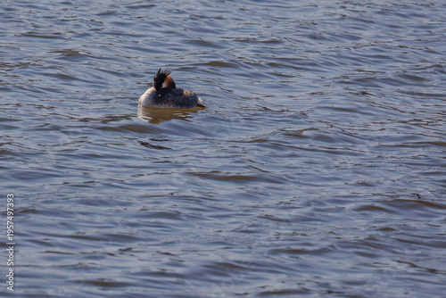 Great crested grebe in its natural habitat swimming in lake