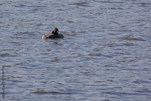 Great crested grebe in its natural habitat swimming in lake