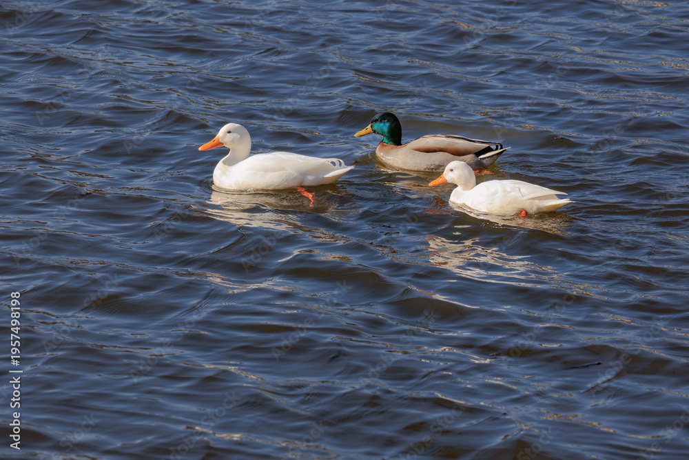 Fototapeta premium A ducks is swimming in a pond.
