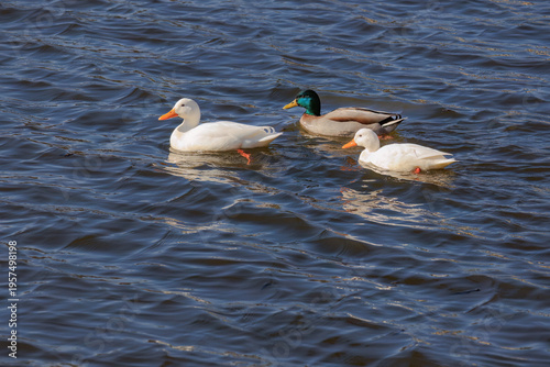 A ducks is swimming in a pond.