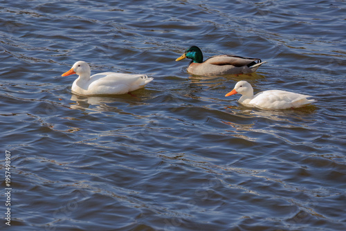 A ducks is swimming in a pond.