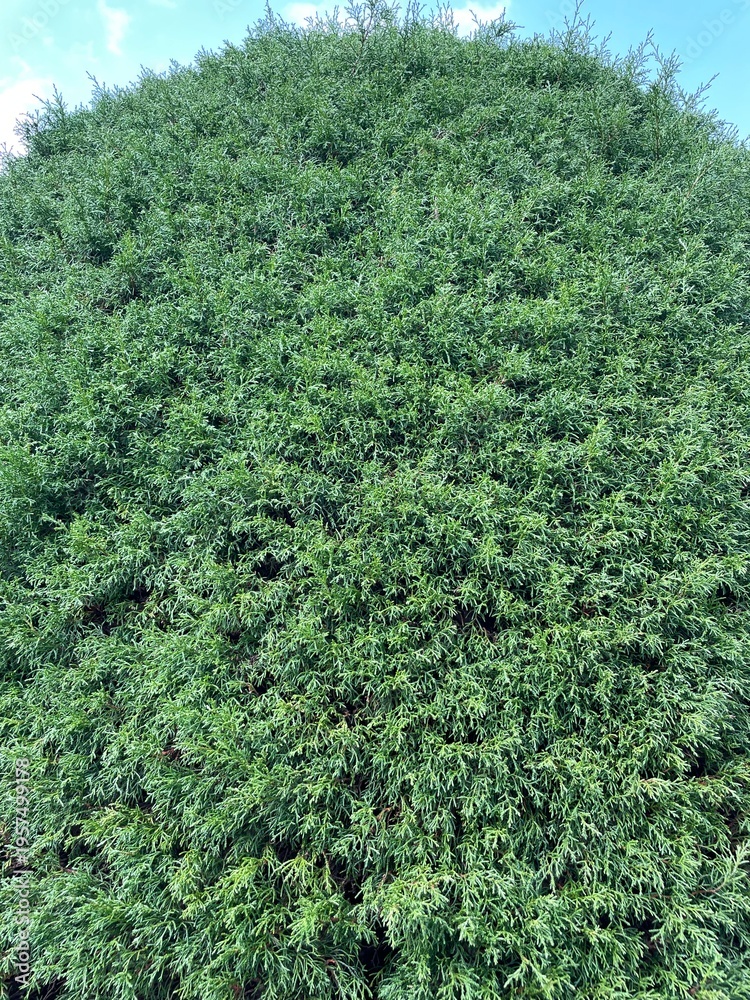 Fototapeta premium green tree in the forest