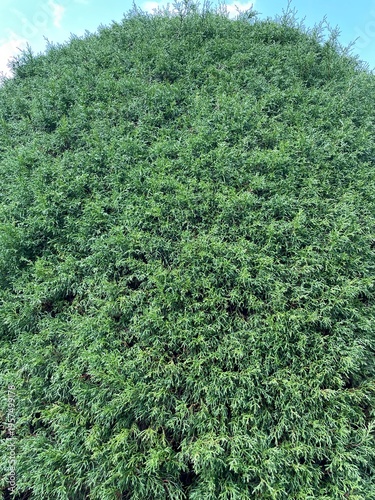 green tree in the forest