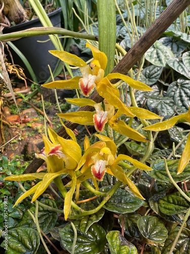 cactus in the garden