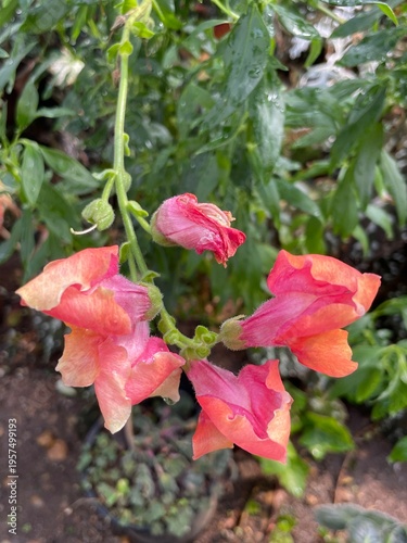 red hibiscus flower