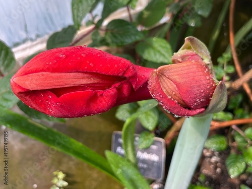 red rose with water drops