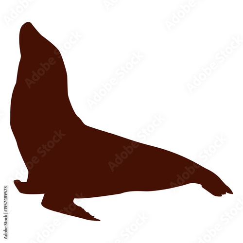 sea lion silhouette looking up