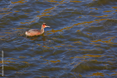 Great crested grebe in its natural habitat swimming in lake