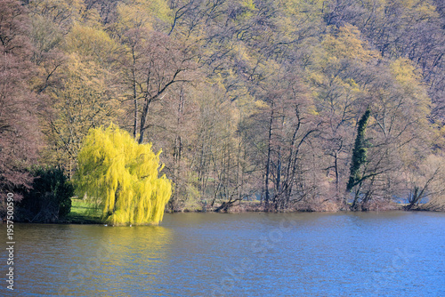 Blooming trees in Spring with lake reflections, landscape