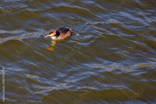 Great crested grebe in its natural habitat swimming in lake