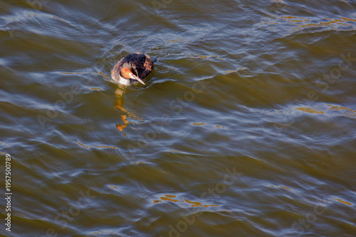 Great crested grebe in its natural habitat swimming in lake