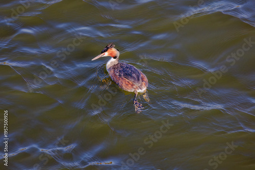 Great crested grebe in its natural habitat swimming in lake