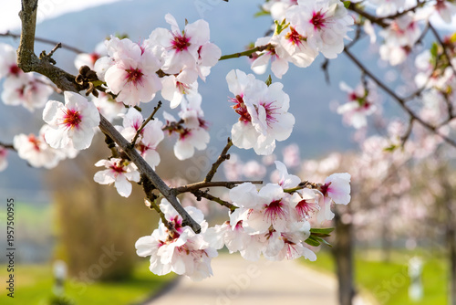 Mandelblüte bei Maikammer, Pfalz