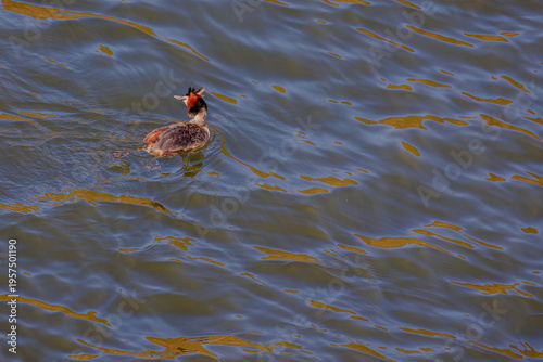 Great crested grebe in its natural habitat swimming in lake
